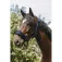 Equitheme 3D Mesh Nylon 굴레