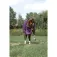 Equitheme 600D Ai 0g Std Pferdedecke
