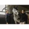 Equitheme Giacca da donna Dakota Bomber