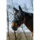 Equitheme Capezza Fly Mask Ant UV