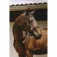 Equitheme Jacquard Nylon halster