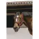 Equitheme Jacquard Nylon halter