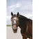 Equitheme Cabrestro Jacquard Nylon