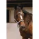 Equitheme Jacquard Nylon halter
