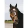 Equitheme Jacquard Nylon Halfter