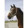 Equitheme Jacquard Nylon Halfter