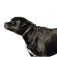 Equitheme Corretja per a gossos Max