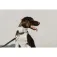Equitheme Coleira de cachorro Nala
