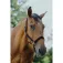 Equitheme Protector Nylon Kantar