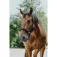 Equitheme Cabezada de cuadra Protector Nylon