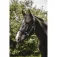 Equitheme Cabezada de cuadra Protector Nylon