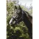 Equitheme Protector Nylon 굴레