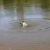 Mojo outdoors Esquer Mallard Machine
