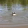 Mojo outdoors Isca Mallard Machine