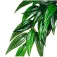 Exo terra Rucus 조화