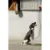 Equitheme Corretja per a gossos Haspen