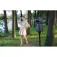 Obsbot Tail Air PTZ security camera
