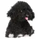 Topmodel Plush Dog Black bamse
