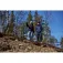 Icepeak Byhalia I softshelljacka