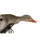 Mojo outdoors Esquer Mini Mallard Hen