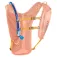 Camelbak Dart hydration backpack 1.5L