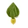 Oli&carol Lemon Mini Doudou Bidering