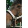 Equitheme Cabeçada Glowy Nylon