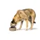 Hunter pet Osby Glazed hundefoder skål