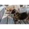 Hunter pet Osby Glazed hundefoder skål
