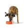 Hunter pet Osby Glazed hundefoder skål