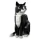 Lego Ideas Smokingkat constructieset