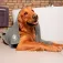 Vileda MF Pet Pro Microfiber Towel
