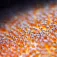 Divevolk Macro +18 lins