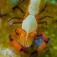 Divevolk Lente Macro +18