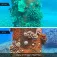 Divevolk Ocean sarja