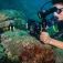 Divevolk Enkelhandgreepbeugel