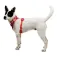 Ruffwear Front Range® Flex Upraw