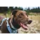 Ruffwear Collar per a gos Front Range™ Flex