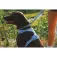 Ruffwear Collare per cani Front Range™ Flex