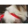 Ruffwear Front Range™ Flex koiranpanta
