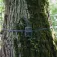 Zeiss Cinta per a arbre Secacam