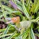Safari ltd Austroraptor figur