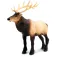 Safari ltd Moose figur
