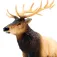 Safari ltd Moose figur