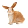 Schleich Figure Rabbit