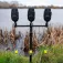 Avid carp VTX bite alarm
