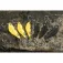 Black cat Heavy Vibe V Vibrationsköder 110g
