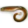 Black cat Vinilo Mega Curl Tail 220 mm