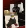 Chaya Patines Ruby 4