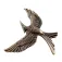 Diverse Mockingbird Brooch figur